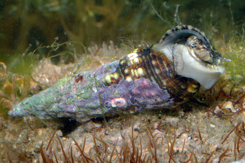 Cerithium lividulum Risso, 1826